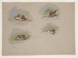 Four vignettes of lesser shrew, c.1915 by Archibald Thorburn