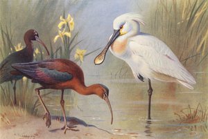 Glossy Ibis (adult and immature), Spoonbill by Archibald Thorburn
