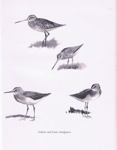 Godwits and Green Sandpipers by Archibald Thorburn
