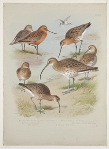 Godwits and curlews, c.1915 by Archibald Thorburn