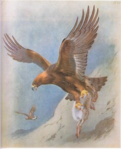 Golden Eagle and Mountain Hare