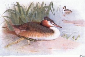 Great Crested Grebe by Archibald Thorburn