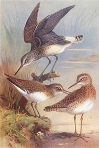 Green Sandpiper, Common Sandpiper, Wood-Sandpiper by Archibald Thorburn