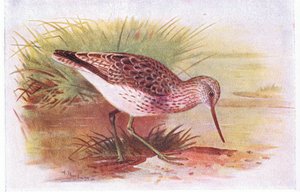 Greenshank, from Birds of the British Isles and Their Eggs by Archibald Thorburn