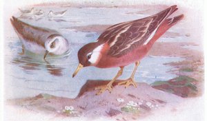 Grey Phalarope (summer and autumn), from Birds of the British Isles and Their Eggs