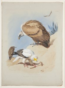 Griffin Vulture and Egyptian Vulture, c.1915 by Archibald Thorburn