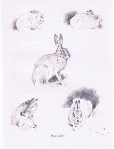 Hare Studies by Archibald Thorburn