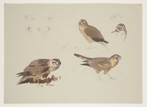Harrier and ruff, c.1915 by Archibald Thorburn