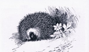 Hedgehog, Nature in Britain