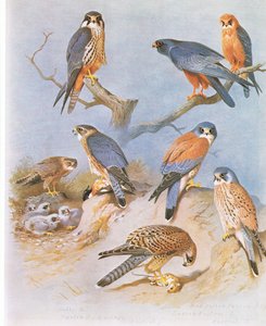 Hobby, Merlin, Red Footed Falcon, Lesser Kestrel and Kestrel