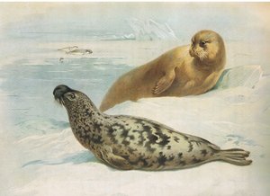 Hooded Seal and Bearded Seal, from Thorburn