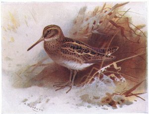 Jack Snipe, from Birds of the British Isles and Their Eggs