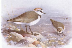 Kentish Plover, from Birds of the British Isles and Their Eggs