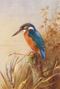 Kingfisher by Archibald Thorburn