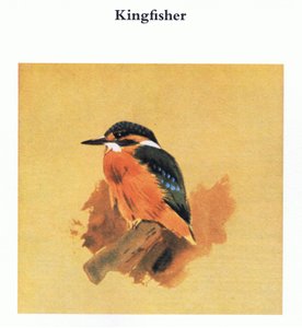 Kingfisher by Archibald Thorburn