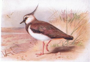 Lapwing, from Birds of the British Isles and Their Eggs