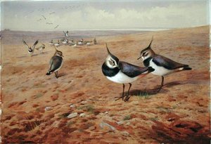 Lapwings on the Plough