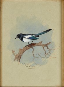 Magpie on a Branch by Archibald Thorburn