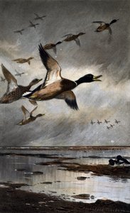 Mallards in flight by Archibald Thorburn