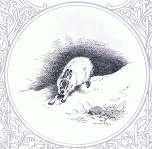 Mountain Hare, pub. by Book Club Associates by Archibald Thorburn