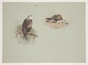 Pale honey buzzard, c.1915 by Archibald Thorburn