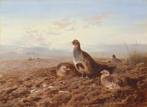 Partridges Amongst Stubble by Archibald Thorburn