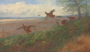 Partridges in flight