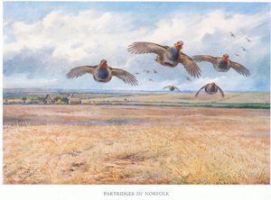 Partridges in Norfolk by Archibald Thorburn