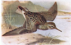 Pectoral Sandpiper, from Birds of the British Isles and Their Eggs