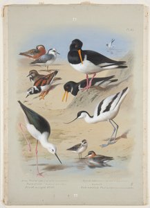 Phaleropes, oystercatcher, avocet, turnstone and stilt, c.1915 by Archibald Thorburn