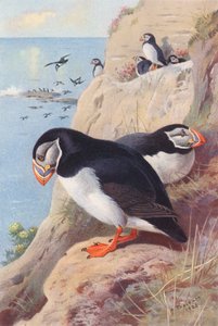Puffin by Archibald Thorburn