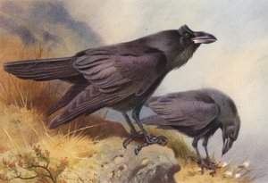 Raven by Archibald Thorburn