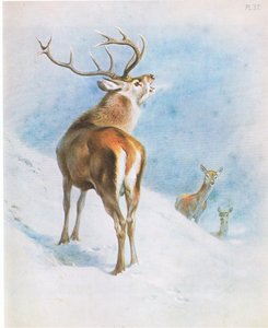 Red Deer, pub. by Book Club Associates by Archibald Thorburn