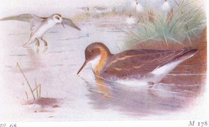 Red Necked Phalarope (summer and autumn), from Birds of the British Isles and Their Eggs by Archibald Thorburn