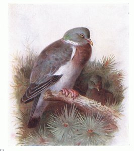 Ring Dove, from Birds of the British Isles and Their Eggs