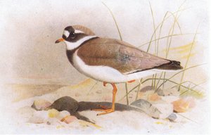 Ringed Plover, from Birds of the British Isles and Their Eggs