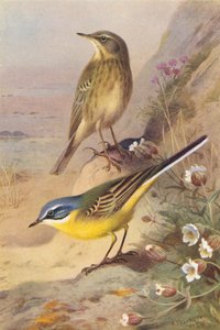 Rock-Pipit, Blue-Headed Wagtail by Archibald Thorburn