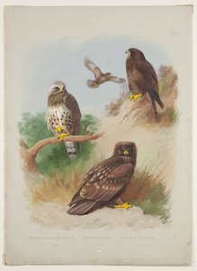Rough Legged Buzzard, Spotted Eagle and Common Buzzard, c.1915 by Archibald Thorburn