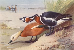 Ruddy Sheld-Duck, Red-Breasted Goose by Archibald Thorburn