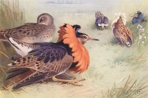 Ruff (four types of male, and female) by Archibald Thorburn