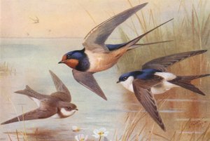 Sand-Martin, Swallow, Martin by Archibald Thorburn