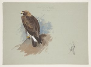 Sea eagle and pencil sketch of rabbit, c.1915 by Archibald Thorburn