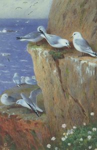 Seagulls by Archibald Thorburn