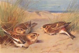 Snow-Bunting (winter), Twite by Archibald Thorburn