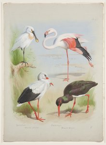 Spoonbill, Flamingo and Stork, c.1915