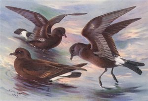 Storm-Petrel, Leach