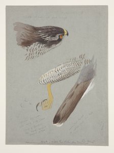 Studies of head, foot and wing of male goshawk, c.1915