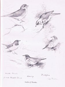Study of Thrushes by Archibald Thorburn