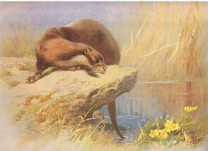 The Otter, from Thorburn
