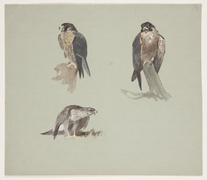 Three colour sketches of male peregrine, c.1915 by Archibald Thorburn